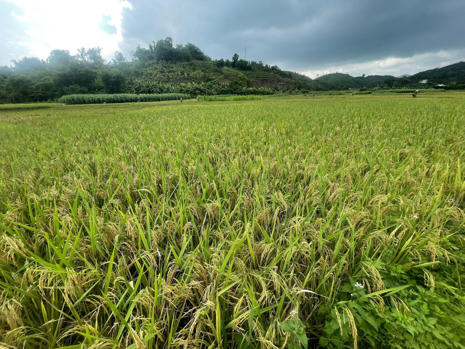 NGƯỜI MƯỜNG Ở HOÀ BÌNH : NÉT ĐẶC SẮC VĂN HOÁ VÀ CUỘC SỐNG